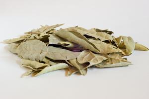 Boldo leaf - Dried Herb (bulk)  (Peumus boldo)